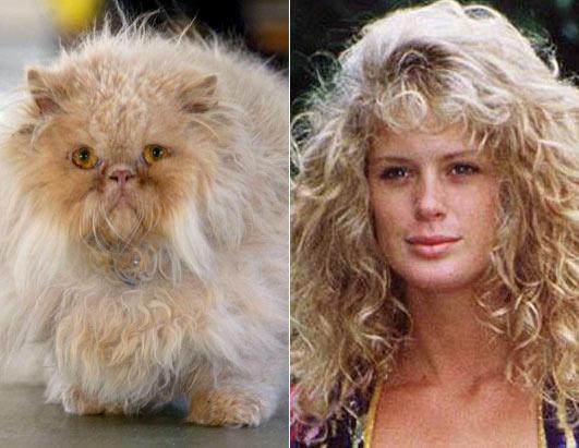 Cats as Celebrities