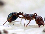 [Image: 060702_gma_fireant2_sp.jpg]