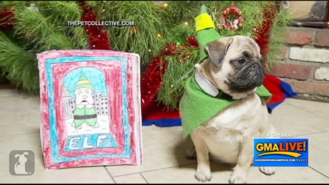 VIDEO: Little Boy Narrates Elf Remake Staring Pugs