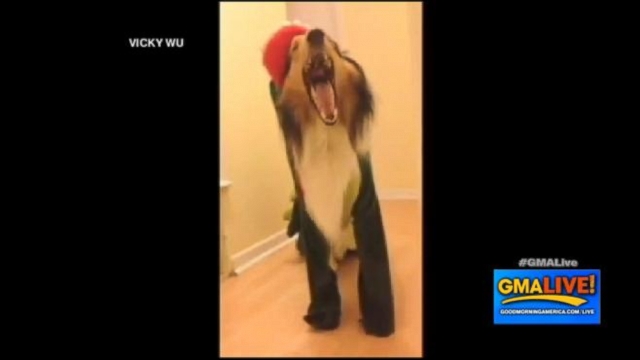VIDEO: Dog Plays with Pyramid of Empty Water Bottles