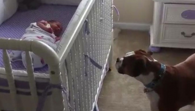 VIDEO: Watch as this boxer empathizes with his crying newborn sister.