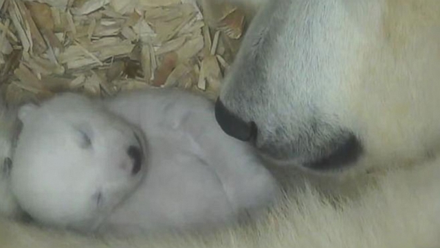 VIDEO: Polar Bear Cubs Snuggle With Their Mom