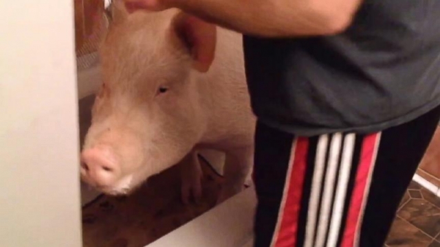 VIDEO: Esther the Wonder Pig Gets a Bath
