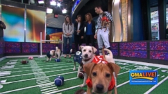 VIDEO:  Rebecca and Ginger preview the Puppy Bowl with a visit from adorable pups on GMA Live!