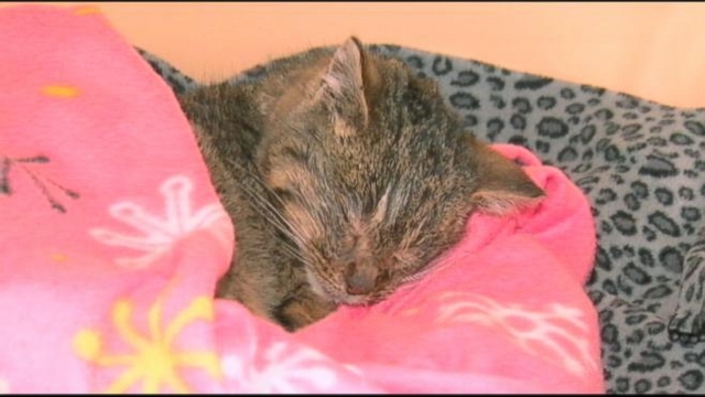 VIDEO: Frosty the Kitten Survives After Found Nearly Frozen On Side of Road
