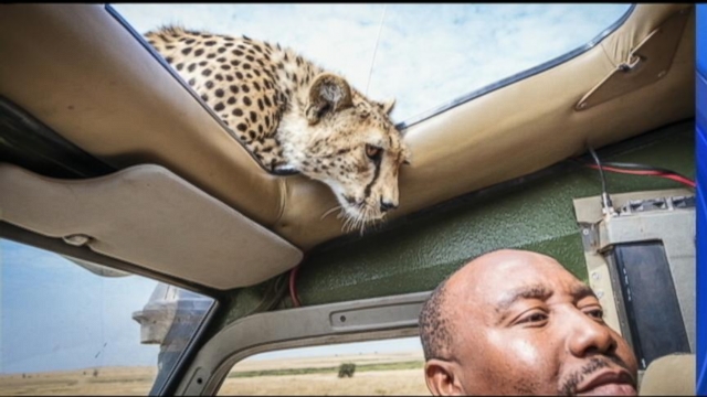 VIDEO: Cheetah Climbs on SUV, Surprises Tourists Through Sunroof