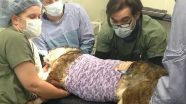 VIDEO: K9 Bruno underwent a successful surgery after being shot during a confrontation in Anaheim, Calif.
