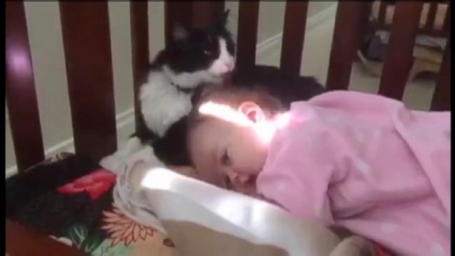VIDEO: Cat Gives Baby a Bath