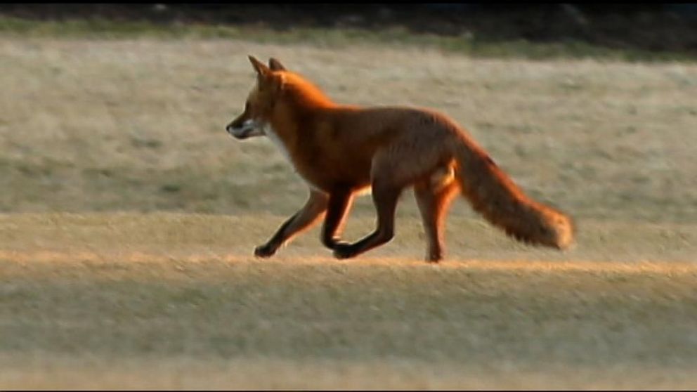 VIDEO: The little red fox first showed up on the White House lawn last Fall.