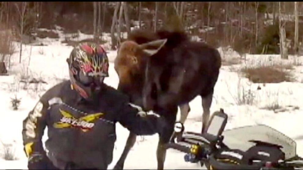 VIDEO: Moose Defends Territory Against Snowmobilers