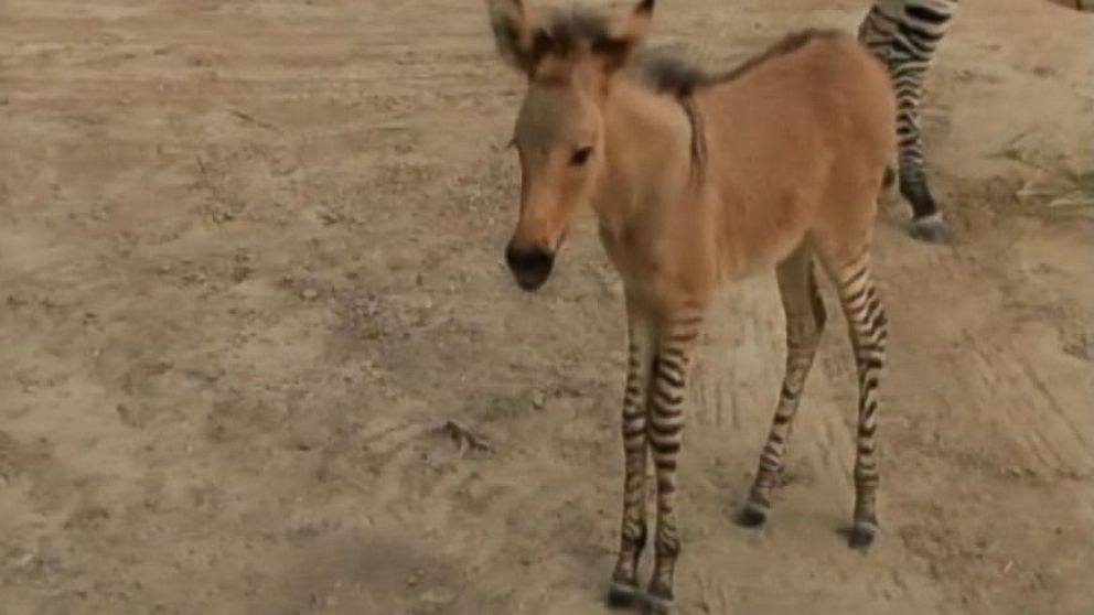 VIDEO: Rare Zonkey Born in Mexico Zoo