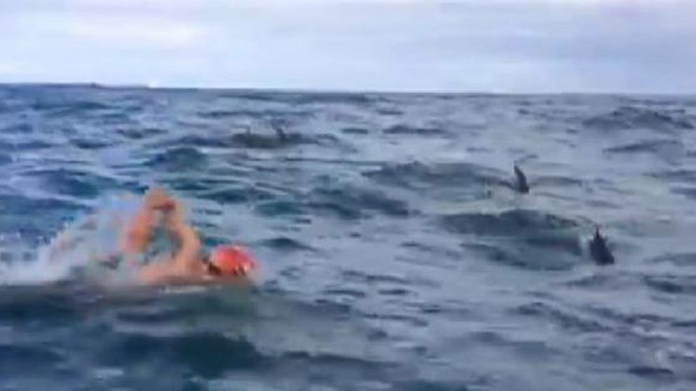 VIDEO: Dolphins Protect Swimmer From Shark