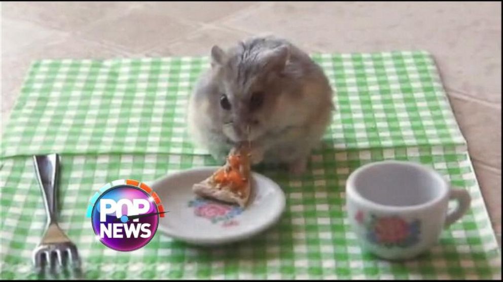 VIDEO: Another Tiny Hamster Eats Tiny Pizza
