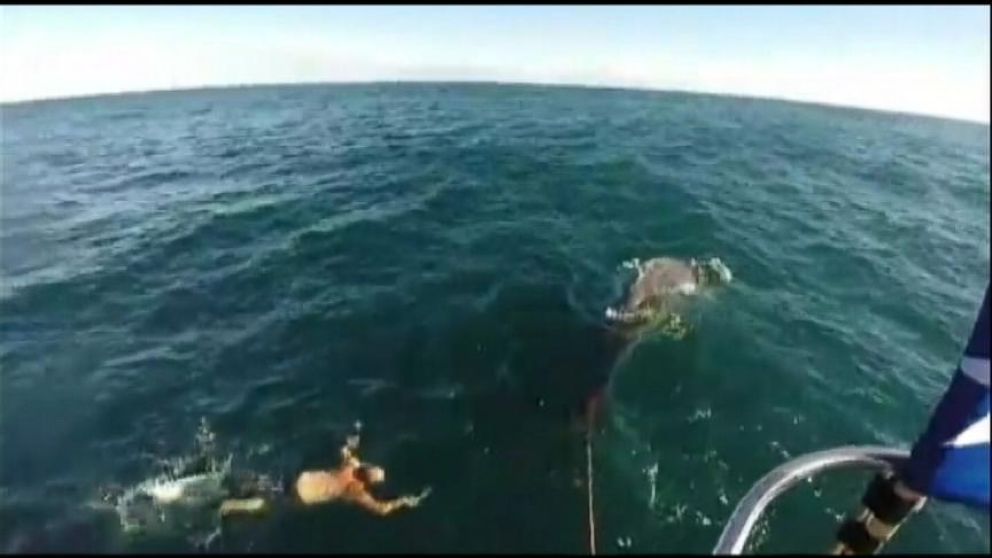 VIDEO: After New Zealand fisherman Joe Brogan saw a baby whale tangled in his boats rope, he knew there was only one thing to do.