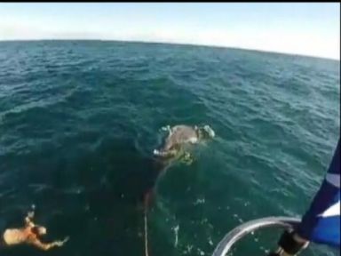 Watch: Fisherman Saves Baby Whale Tangled In Rope