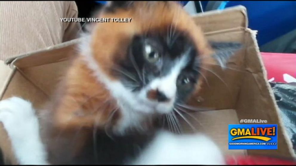 VIDEO: Ginger Zee and Sara Haines with a panda that looks like a kitten.