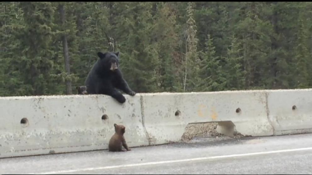 VIDEO: Mama Bear Pulls Cub Off Highway