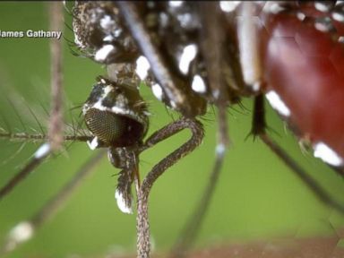 Watch: Rhode Island Latest to Report Case of Chikungunya Fever
