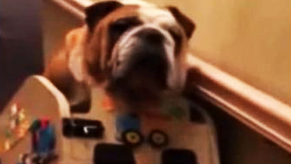 VIDEO: Aging Bulldog Gets Homemade Stair Lift