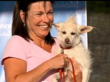 VIDEO: Hideous Pooches Fight for the Title of Worlds Ugliest Dog