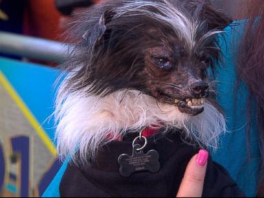 VIDEO: Owner Holly Chandler joins GMA to tell Peanuts story from shelter to contest winner.