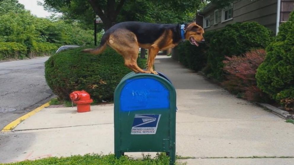 VIDEO: Noodles the Dog Leaps Onto Mailboxes