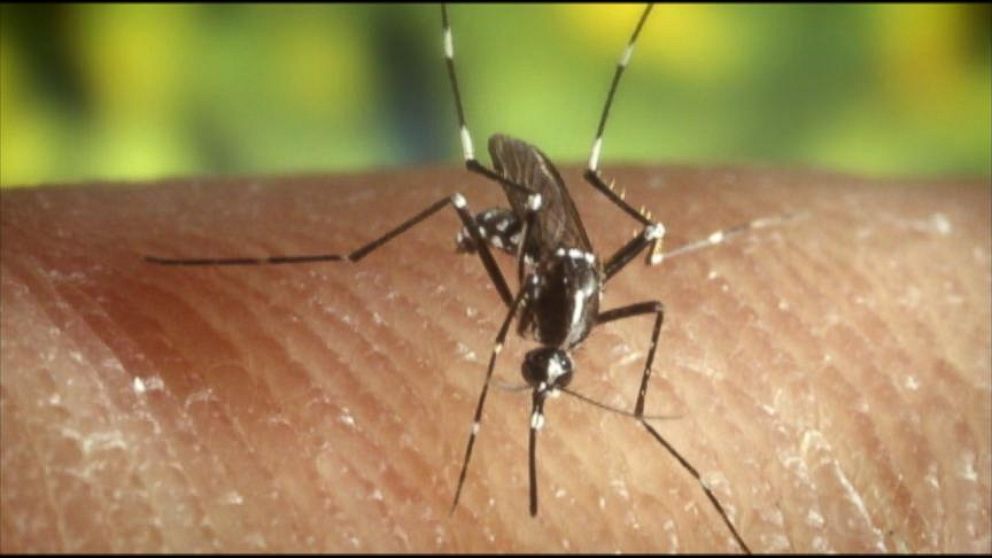 VIDEO: There have been over 130 reported cases of chikungunya this year.