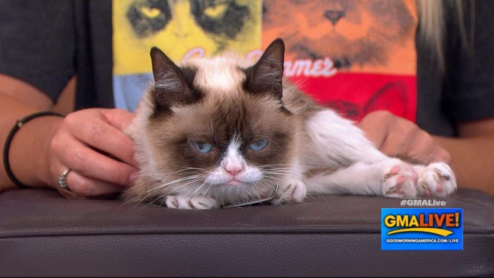 Grumpy Cats Music Video Cat Summer Goes Viral Video Abc News