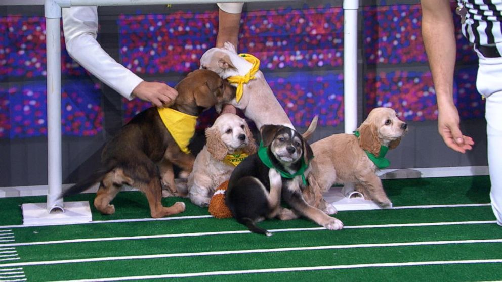 Puppy Bowl 2015 Showdown Is Serious Dose Of Canine Cuteness Video - Abc 