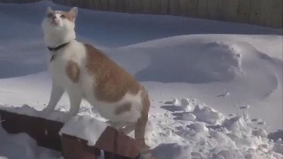 Cat vs. Snow Drift