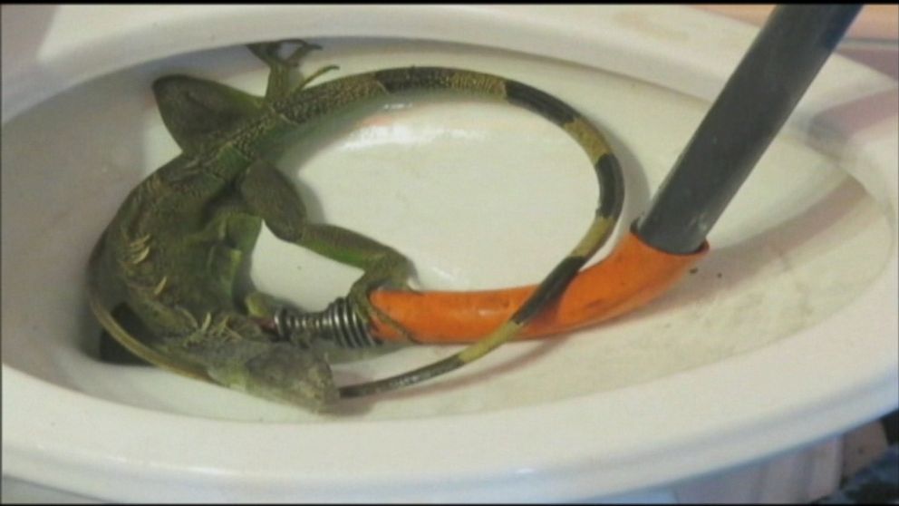 VIDEO: The responding plumber believes the lizard entered the pipes through a roof vent.