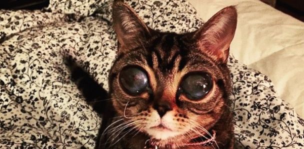 Biggest House Cat In The World 2015 how matilda, the alien-eyed cat, came to have her celestial eyes Biggest House Cat In The World 2015 how matilda, the alien-eyed cat, came to have her celestial eyes