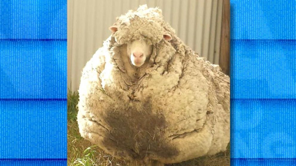 Lost Australian Sheep Gets Nearly 90 Pounds Of Wool Sheared Off Abc News 3877