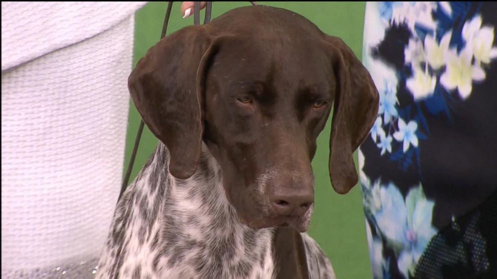 VIDEO: German Shorthaired Pointer Wins Best In Show at Westminster