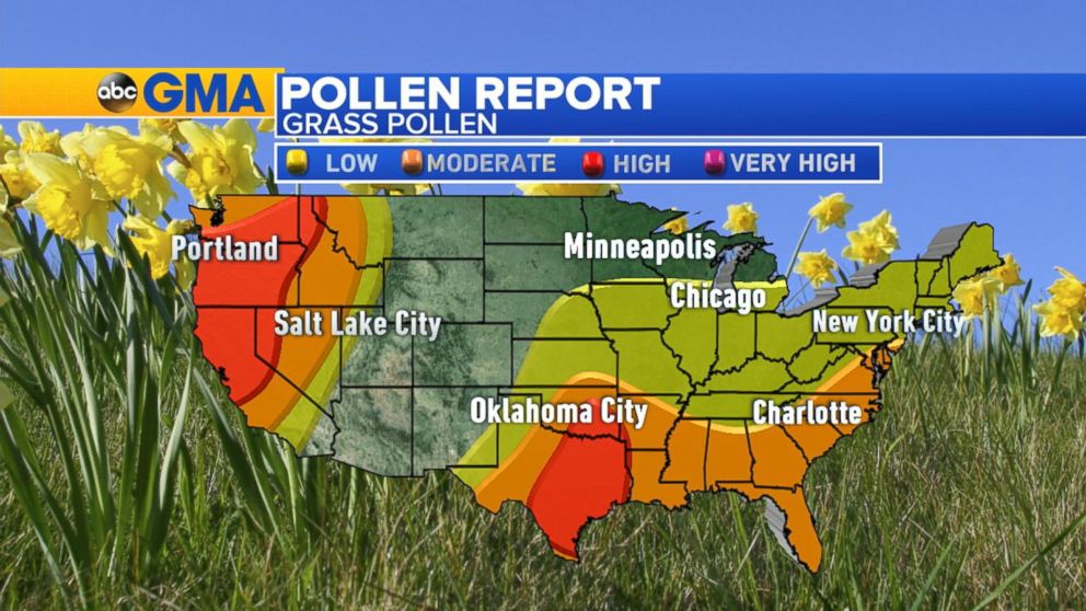 Grass Pollen Levels High in Southern States Video ABC News