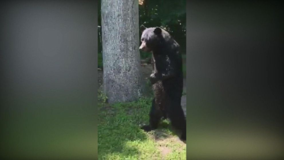 New Video Of Black Bear That Walks Upright Video Abc News 5007