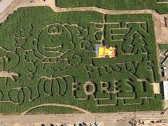 'Peanuts' Corn Mazes Crop Up For 50th Anniversary Of 'It's The Great ...