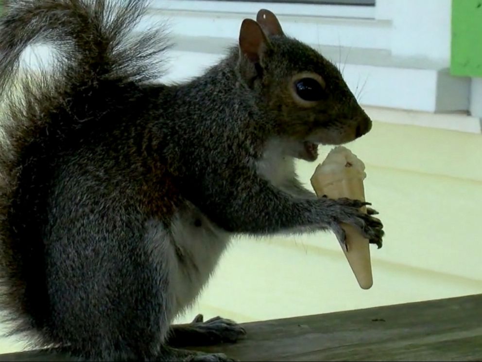 Squirrel served daily ice cream mini-cones at North Carolina shop Squirrel served daily ice cream mini-cones at North Carolina shop