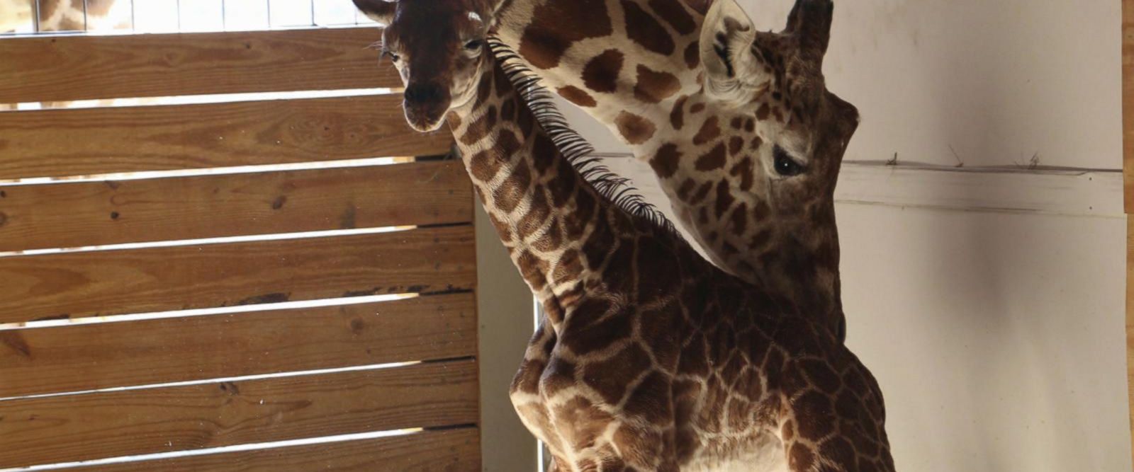 Animal Adventure Park launches campaign to name April the giraffe's