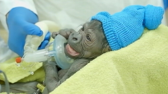 VIDEO: Imani, 18, gave birth to a baby girl at the San Diego Zoos veterinary hospital.