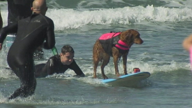 VIDEO: Caleb Acosta was granted his wish to ride the waves with Ricochet the surfing dog.