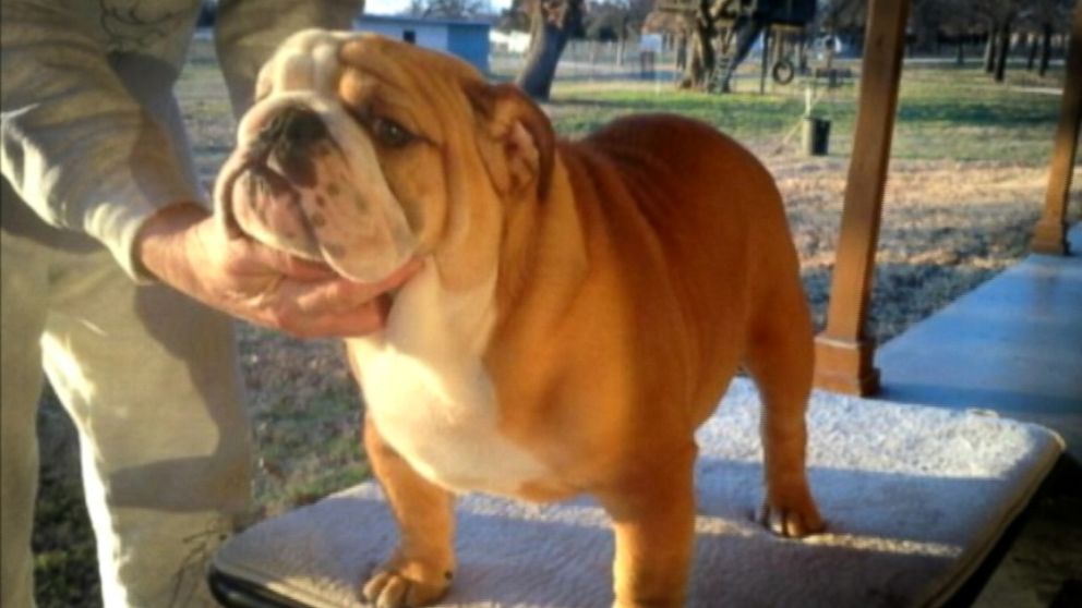 Texas authorities are investigating the theft of three English bulldog puppies.