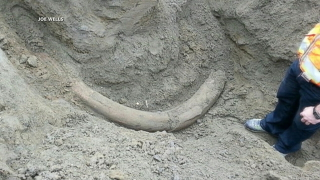 VIDEO: Workers digging in Seattle found whats believed to be a tusk from a mammoth.