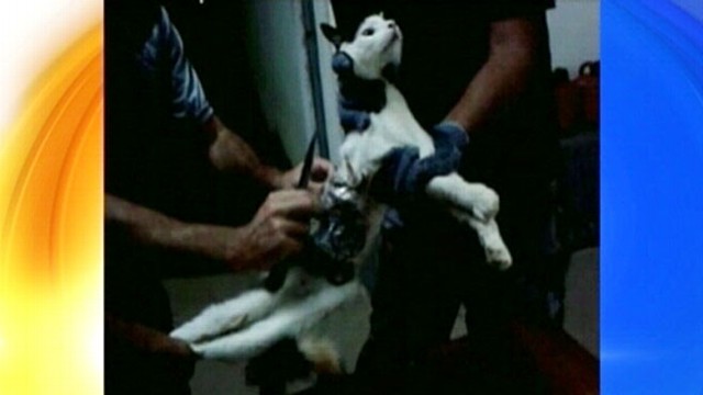 VIDEO: The cat was found near a jail in Brazil with drill bits, phone taped to its body.
