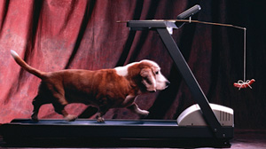Dog treadmill