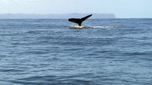 PHOTO A humpback whale shows off its tale in the waters off Kauai, Hawaii.