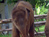 Mosha the baby elephant gets new leg