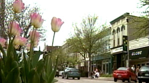 Holland MI Tulip