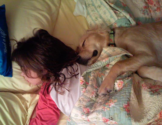 Service Dogs