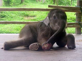 Mosha the baby elephant gets new leg